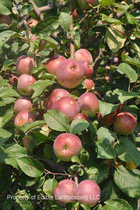 Apple Liberty fruits